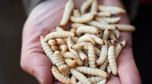 تفسير حلم الدود الأبيض