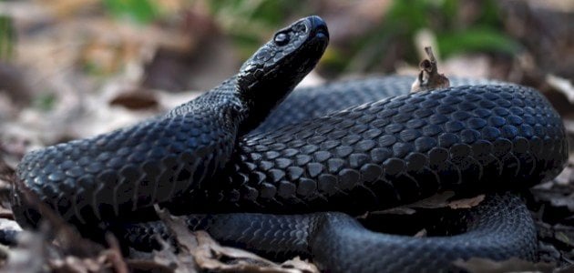 Тлумачення сну про чорну чорну змію
