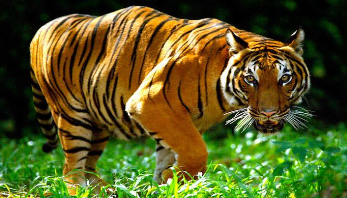 121 105809 tiger kurwisa india mhuka dzesango - Zvakavanzika zvekududzira zviroto