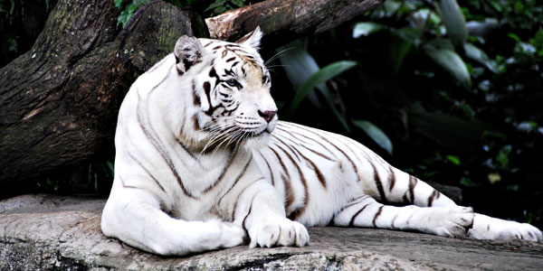 Bílý tygr - Tajemství výkladu snů