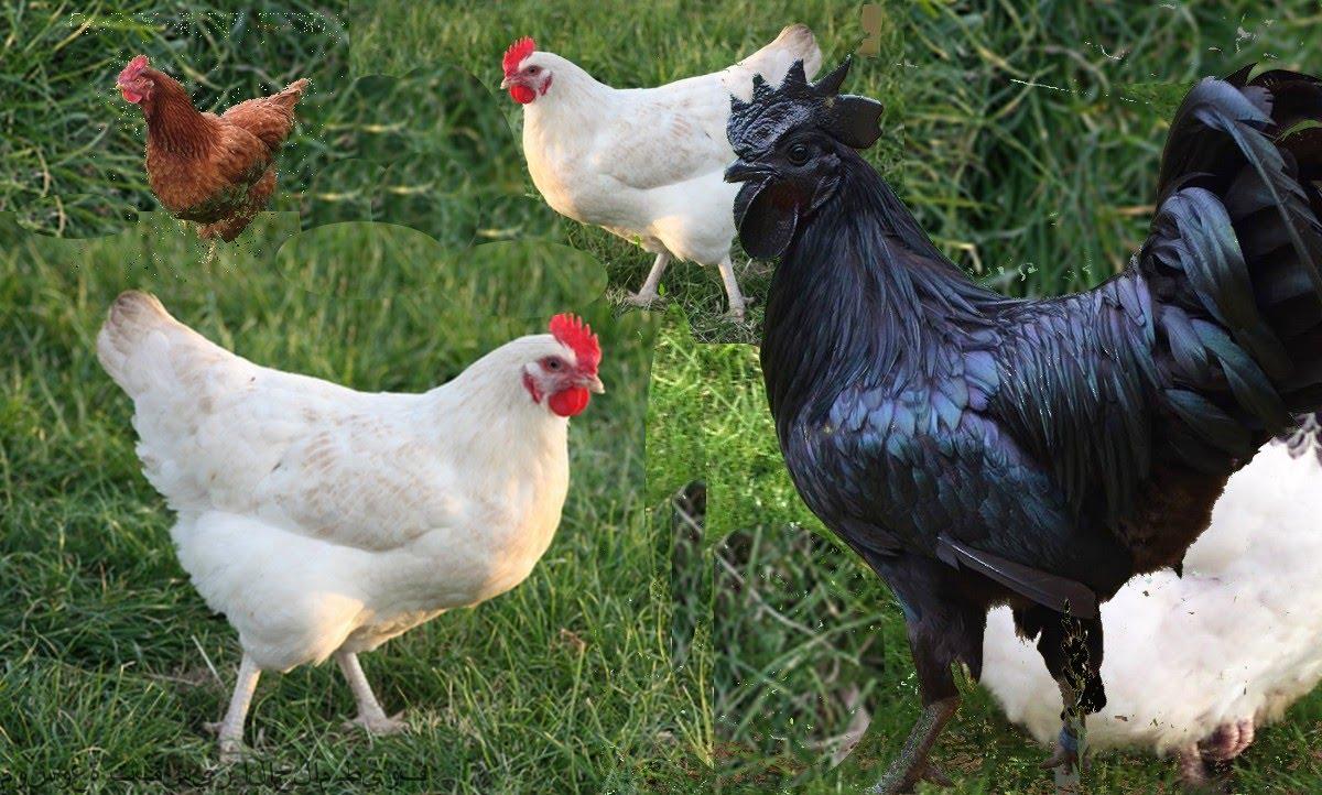  رؤية الدجاج في المنام - اسرار تفسير الاحلام