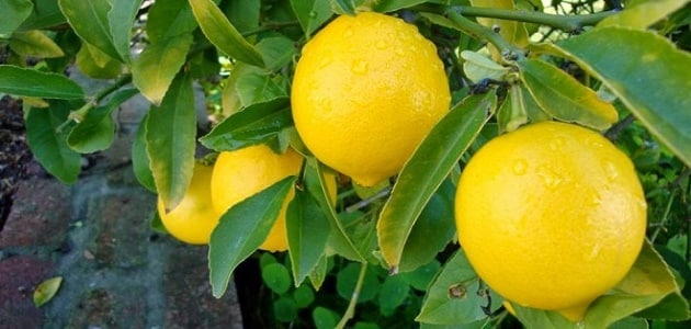 حلم شجرة الليمون للعزباء والمتزوجة  - اسرار تفسير الاحلام