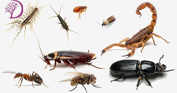 رؤية الحشرات في المنام1 - اسرار تفسير الاحلام