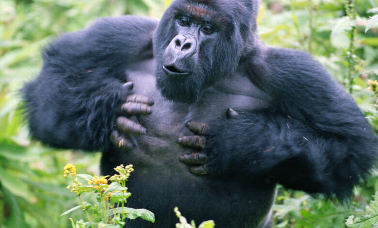 gorilla beating chest 2 780x470 1 - اسرار تفسير الاحلام