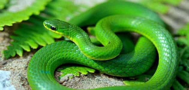 Hlava zeleného hada ve snu - tajemství výkladu snu
