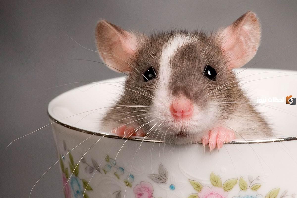 رؤية الفأر في المنام حسد - اسرار تفسير الاحلام