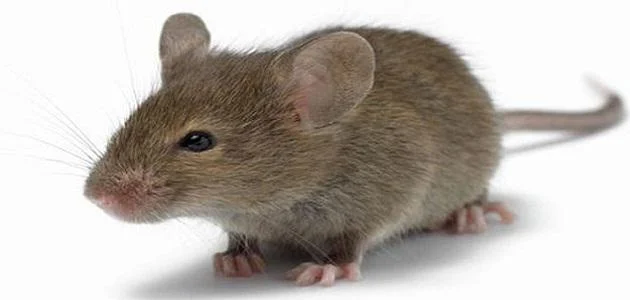  رؤية الفأر في المنام.jpg - اسرار تفسير الاحلام