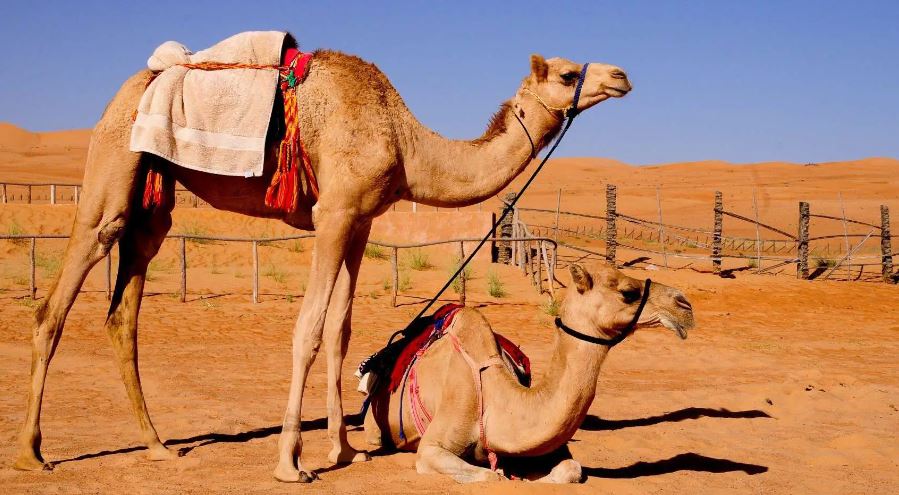 En drøm om en kamel for en fraskilt kvinde - hemmeligheder om drømmetydning