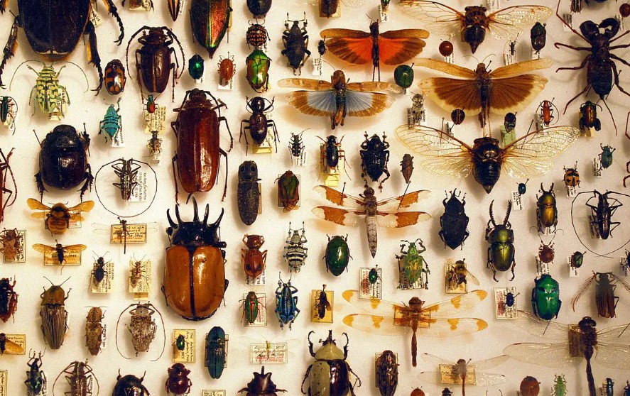 Snění o malém hmyzu pro vdanou ženu - tajemství výkladu snů