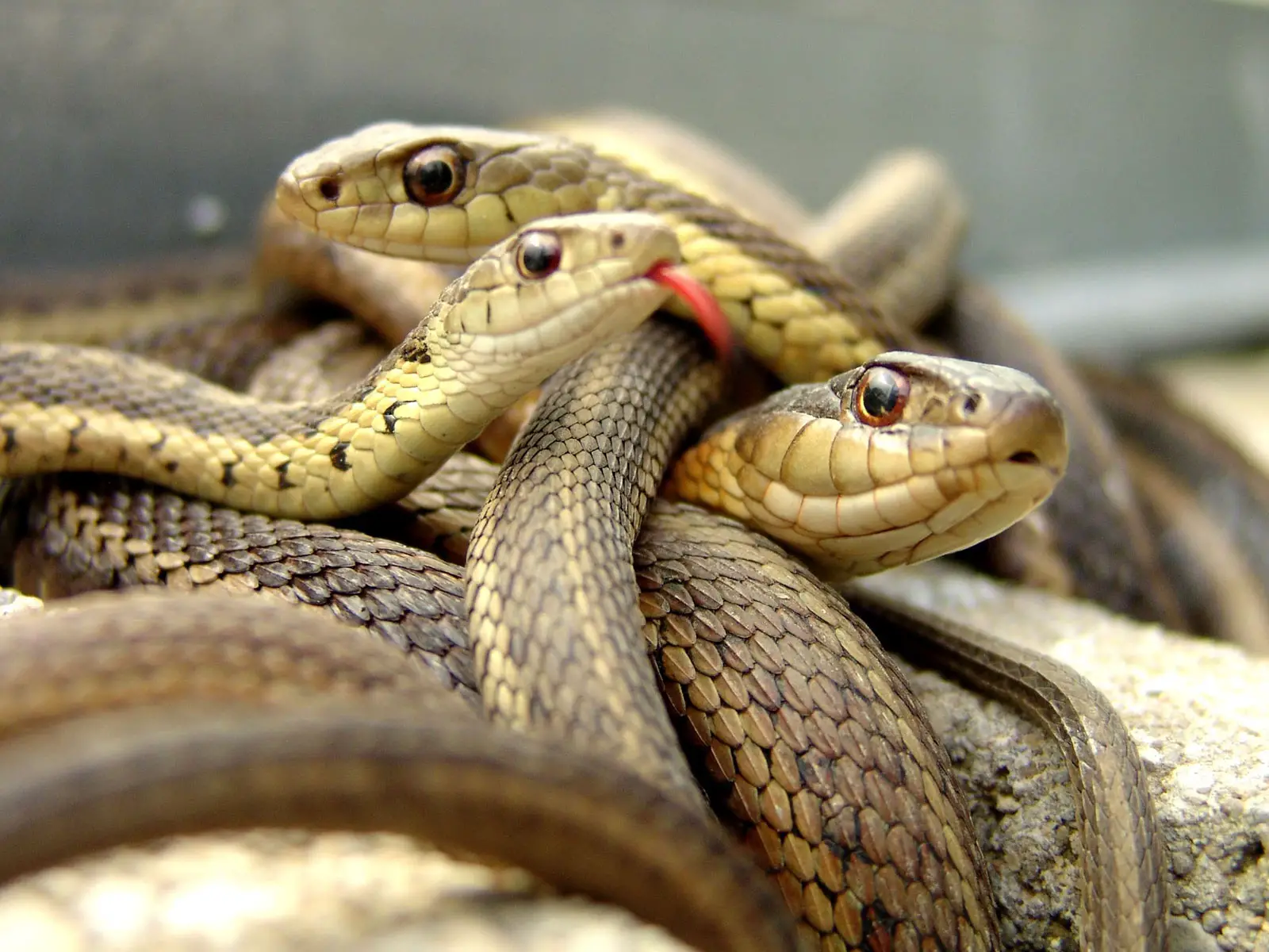 Pienten käärmeiden näkeminen unessa naimisissa olevalle miehelle - unen tulkinnan salaisuudet