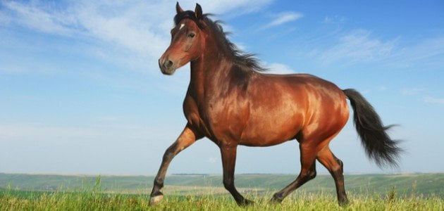Երազում շագանակագույն ձիու մասին - երազի մեկնաբանության գաղտնիքները
