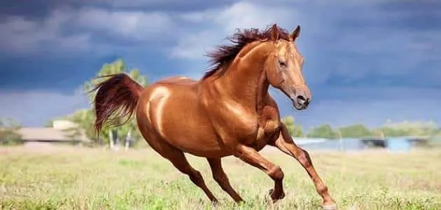 Fortolkning af en drøm om at ride på en brun hest