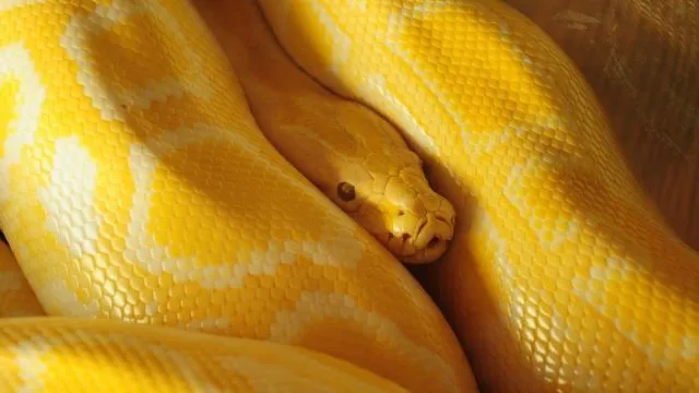 Юбка киген сексуалды қыздар Әйелдердің итпен порно секс