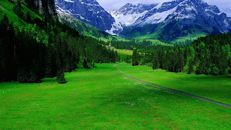 Green meadows in a dream