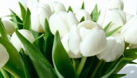 Hvad er fortolkningen af ​​en drøm om hvide roser for en gift kvinde ifølge Ibn Sirin?