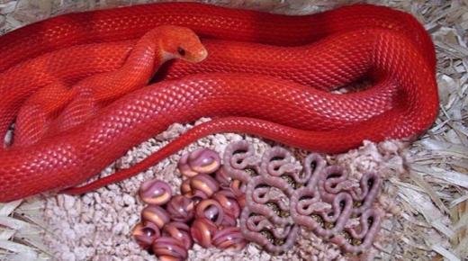 Hvad er fortolkningen af ​​en drøm om en rød slange ifølge Ibn Sirin?