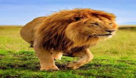 Дізнайтеся тлумачення вбити лева уві сні