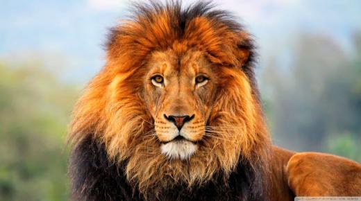 20 interpretasi paling penting kanggo ndeleng singa ing ngimpi dening Ibnu Sirin