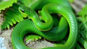 Lær fortolkningen af ​​at se den grønne slange i en drøm af Ibn Sirin