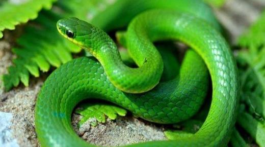Naučte sa interpretáciu videnia zeleného hada vo sne od Ibn Sirina