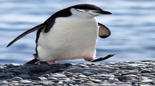 Pamusoro 20 kududzirwa kwekuona penguin muchiroto