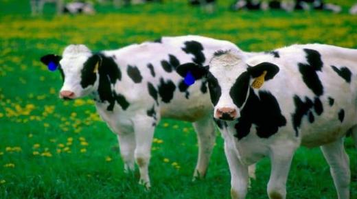 Dîtina çêlek di xewnê de, û şîrovekirina dîtina çêlekek zer di xewnê de