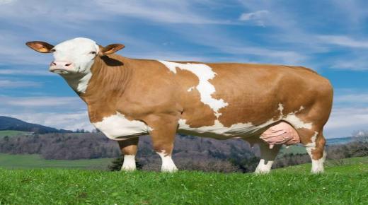 Tumačenje snova o smeđoj kravi i tumačenje snova o klanju smeđe krave