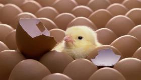 Naučte se výklad snu o násadových vejcích od Ibn Sirina