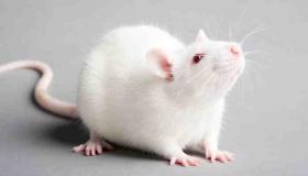 20 interpretasi sing paling penting saka impen tikus putih dening Ibnu Sirin