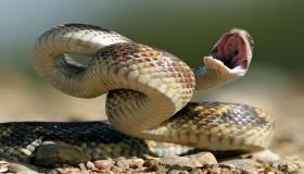 Hvad sagde Ibn Sirin om at se en slange i en drøm og dræbe den?