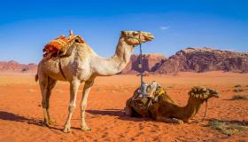 Ibn Sirinin raivoavan kamelin näkemisen merkitys unessa