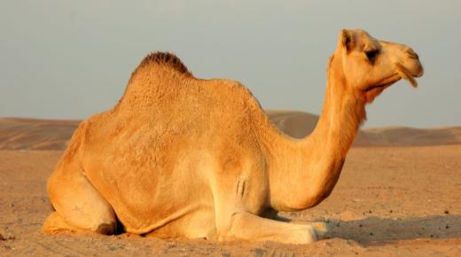 Lær fortolkningen af ​​at se en kamel i en drøm af Ibn Sirin