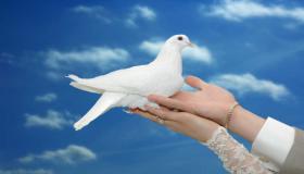 Výklad vidění bílých holubů ve snu od Ibn Sirina