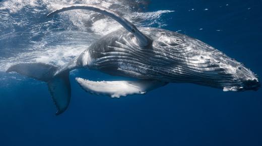 了解伊本·西林对单身女性的鲸鱼之梦的解读