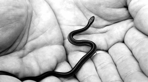 Naučte se výklad vidění černého hada ve snu