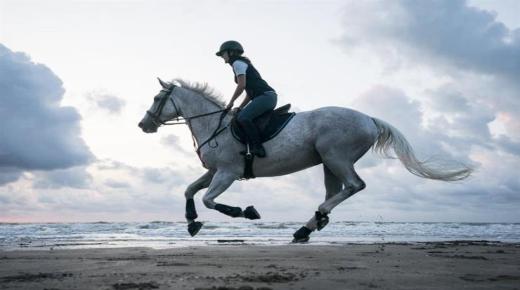 Fortolkninger af at se heste i en drøm for enlige kvinder af Ibn Sirin