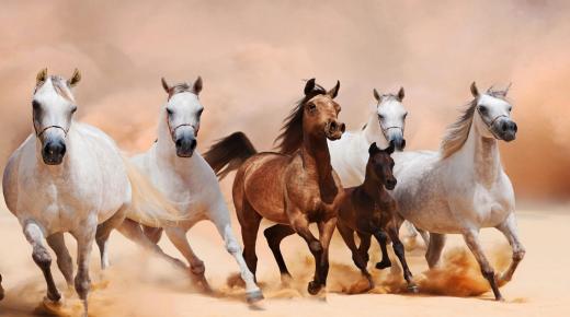 Fortolkning af heste i en drøm af Ibn Sirin