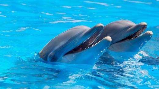 Lær fortolkningen af ​​at se en delfin i en drøm