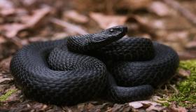 Значення бачити чорну змію уві сні Ібн Сіріном і Імамом Ас-Садік