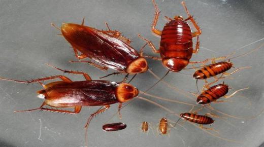 Lær fortolkningen af ​​at se kakerlakker i en drøm for enlige kvinder