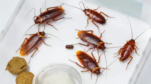इब्न सिरिन के अनुसार चींटियों और तिलचट्टों के बारे में एक सपने की व्याख्या के बारे में जानें