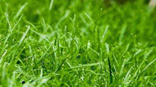Semantika viđenja zelene trave u snu od Ibn Sirina