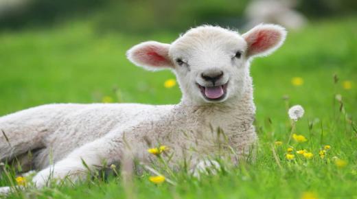 Երազում ոչխարներ տեսնելու իմաստաբանությունը Իբն Սիրինի կողմից