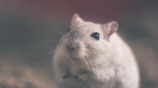 10 parasta tulkintaa hiiren tapetun näkemisestä unessa