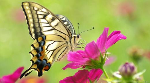 20 najlepších interpretácií videnia motýľa vo sne
