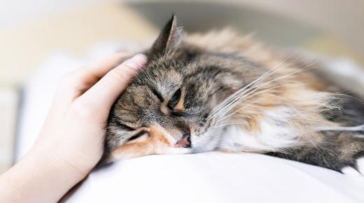Իմացեք երազում կատուների մահվան ամենակարևոր մեկնաբանությունները Իբն Սիրինի կողմից