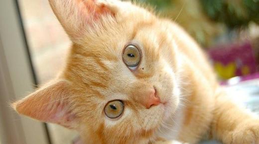 Ի՞նչ է մեկնաբանում Իբն Սիրինը երազում կատու տեսնելը: