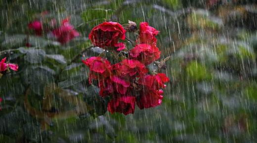 Výklad videnia silného dažďa vo sne od Ibn Sirina
