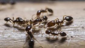 Výklad vidění mravenců ve snu a zabíjení mravenců ve snu