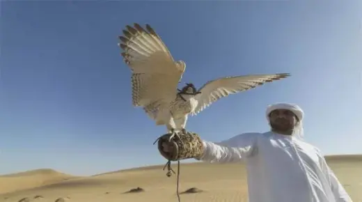 Ndakarota ndakabata falcon neruoko rwangu kuhope maererano naIbn Sirin